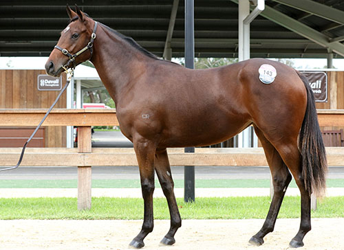 ZOUSTAR x FRIM AND FROME FILLY..